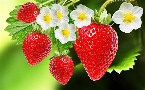 Where Are Strawberry Seeds | Storables