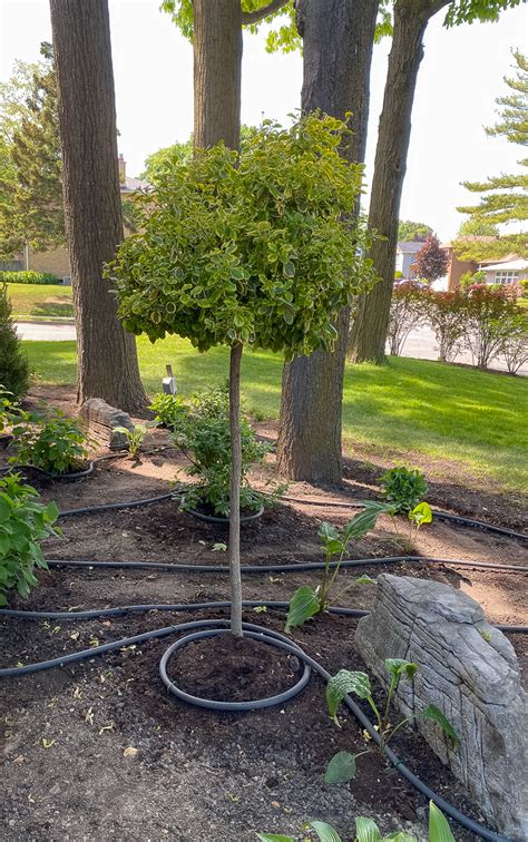 How To Set Up A Soaker Hose System For The Garden - Rambling Renovators