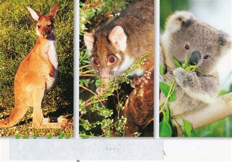 The World In Our Mailbox: Australian Animals