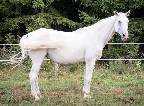 8 Beautiful White Horse Breeds You Should Know | Strathorn Farm Stables