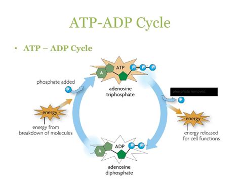 ATP ADP Cycle Steps