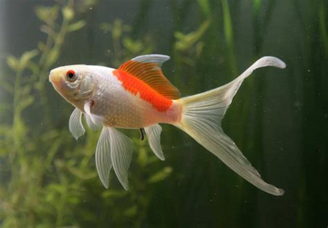 Sarasa Comet Goldfish - Aquariumia