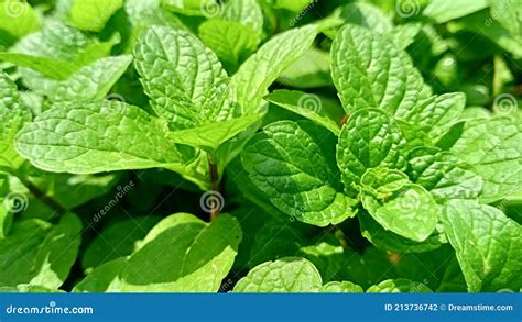 Mint Plant in the Field Hara Podina Pudina Plant Stock Photo - Image of ...