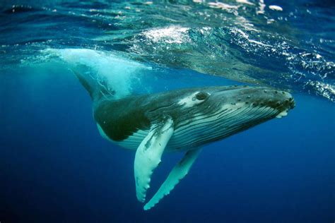 Quick Answer: How Much Fish Does A Humpback Whale Eat: Surprising Facts