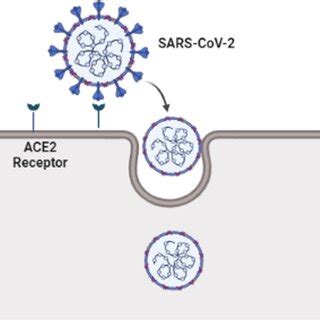 Binding of SARS-CoV-2 to ACE2 receptors | Download Scientific Diagram