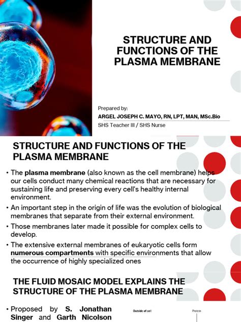 Structure and Functions of The Plasma Membrane | PDF | Cell Membrane ...