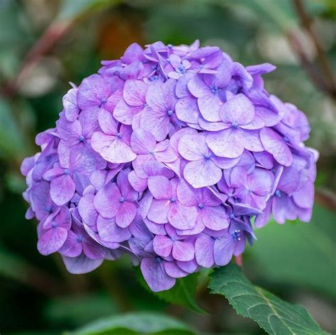 Hydrangea macrophylla 'Bailmer’ ~ Endless Summer® The Original ...