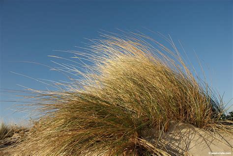 Ammophila Arenaria - Marram grass