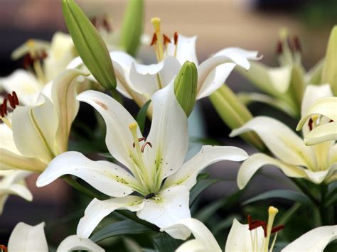 10 Types and The Meaning of White Lilies | Blog FlowerAdvisor