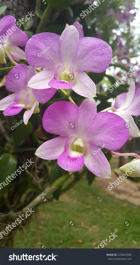 Many Tropical Orchids Epiphytes Growing On Stock Photo 270843998 ...