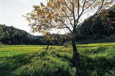 Landscape Paddy rice field in Asia, aerial view 3357658 Stock Photo at ...