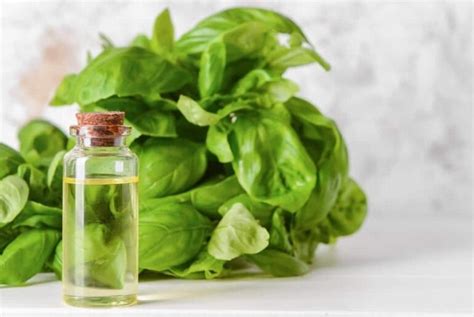 Holy Basil Essential Oil: 8 Benefits, Uses, and Side Effects ...