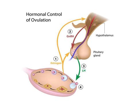 Ovulation Induction – Finney Hospital & Fertility Center