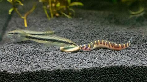 The Best (And Worst) Kuhli Loach Tank Mates to Consider - Avid Aquarist