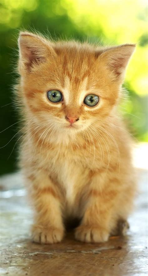 Cat Breeds Yellow - Pets Lovers