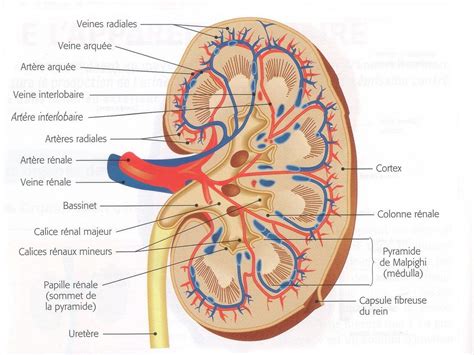 Système urinaire Rein | Hot Sex Picture