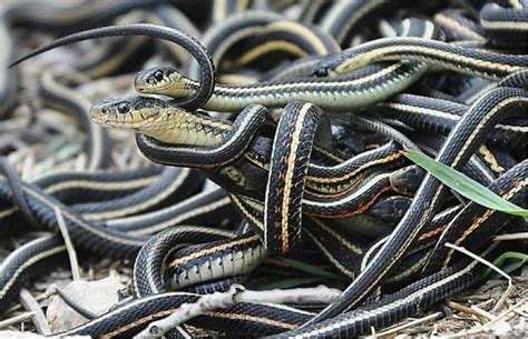 10 Weird Facts About Snakes You Probably Don't Know