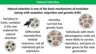 Natural Selection Examples | Teaching Resources