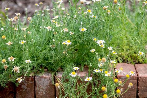 How To Grow And Care For Chamomile