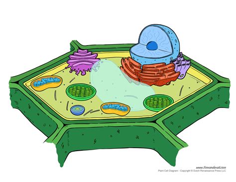 Plant Cell Diagram - Unlabeled - Tim's Printables