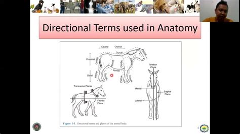 02 AAS 101 Introduction to Animal Science Lesson 2 Directional Terms in ...