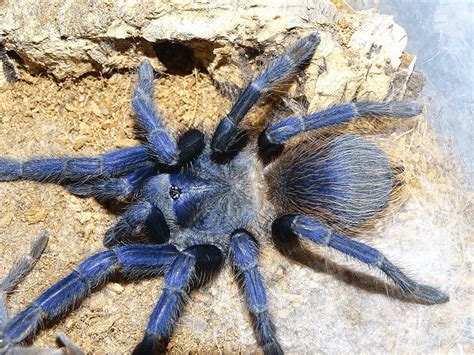 Baby Cobalt Blue Tarantula