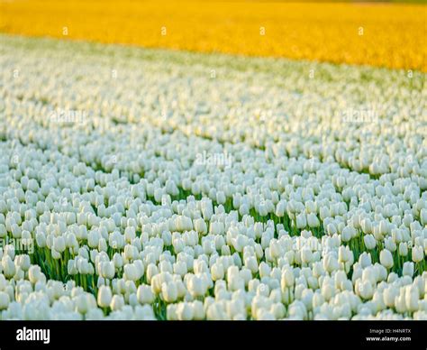 Tulip fields in the Netherlands Stock Photo - Alamy