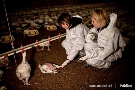 Animal Equality & Público Exposes Shocking Cruelty During An Undercover ...