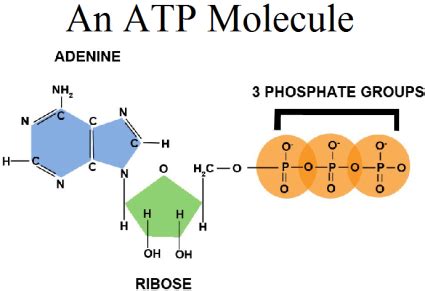 Biology: ATP Diagram | Quizlet