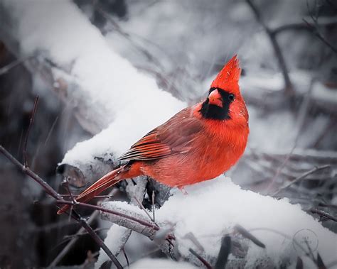 Cardinal in Winter, Bird Photography, Nature Wall Art, Canvas Prints ...