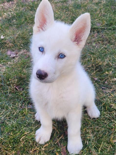 White Siberian Husky With Blue Eyes, 51% OFF