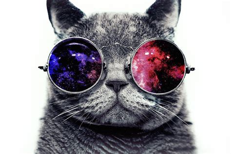 Cat Glasses Funny Poster – My Hot Posters