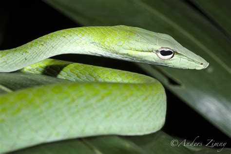 12 Uniquely Weird Snakes That Actually Exist