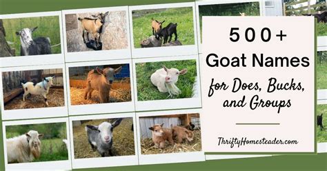 500+ Goat Names for Does, Bucks, and Groups