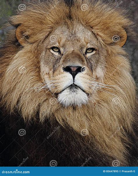 Lion face close up stock image. Image of strong, animal - 85647895