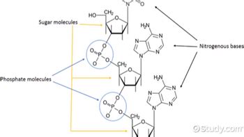 Phosphodiester Bond in DNA & RNA | Linkage, Formation & Function ...