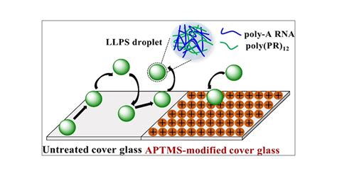 Diffusion of LLPS Droplets Consisting of Poly(PR) Dipeptide Repeats and ...