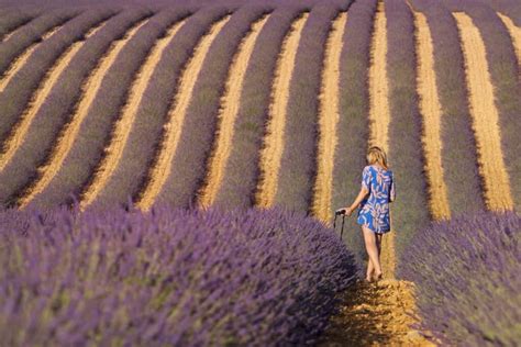 Lavender Fields of Provence - 2017 Season Review - Photo Tips, Creative ...