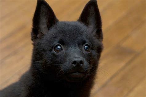 White Schipperke Puppies