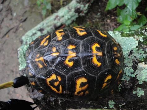 From the Suburbs, Naturally: Species Feature #3, Eastern Box Turtle