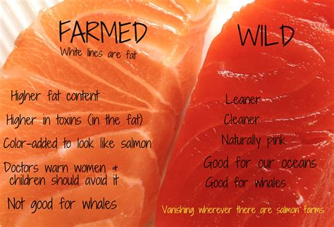 Farmed vs Wild Salmon do you know the difference? - The Lost Anchovy