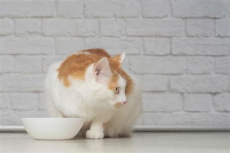 Is My Cat Overweight? 7 Ways to Tell | Great Pet Care