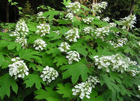 Oakleaf Hydrangea | Piedmont Master Gardeners