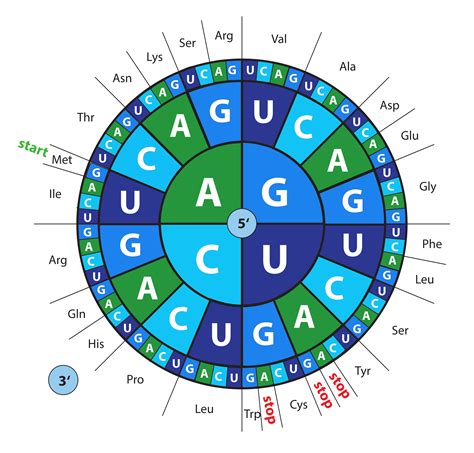 Codon Chart How To Use