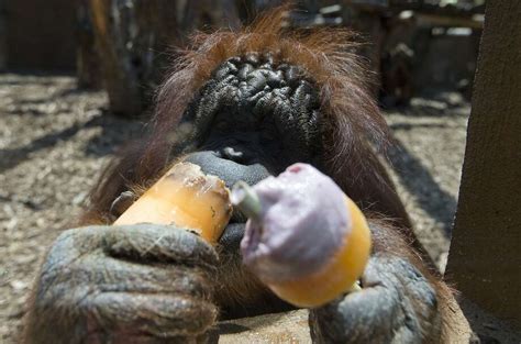 Zoo animals stay cool during European heat wave - StamfordAdvocate