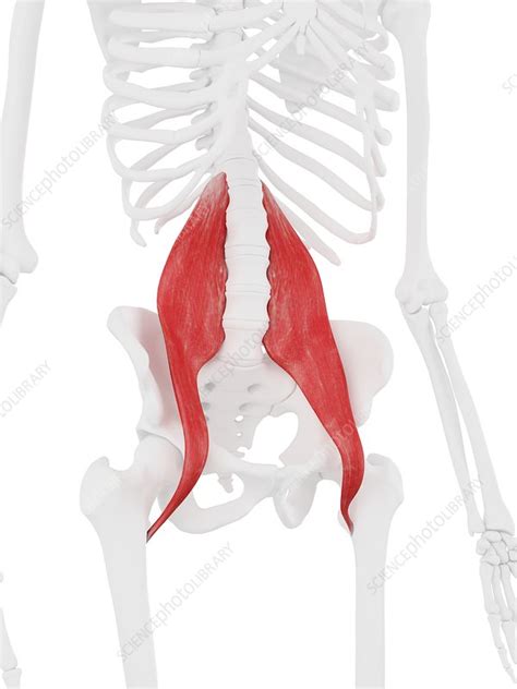 Psoas major muscle, illustration - Stock Image - F025/7213 - Science ...