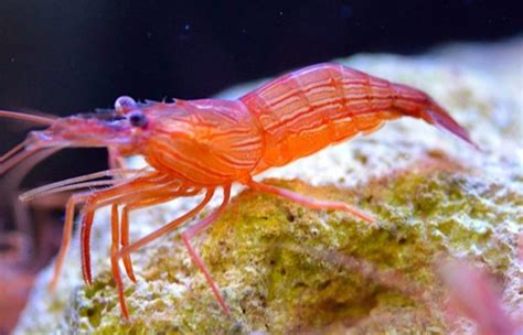 The 4 Best Saltwater Shrimp for Your Tank