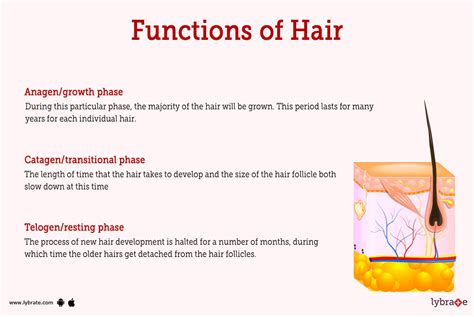 Hair Follicle Structure And Function