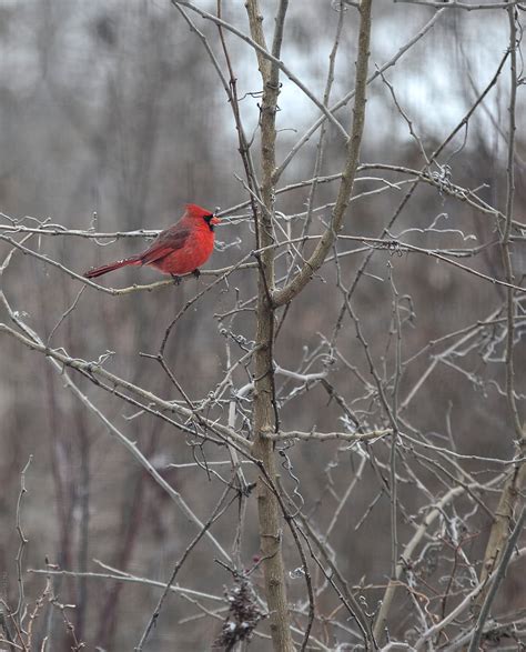 «Male Cardinal Bird In The Winter» del colaborador de Stocksy «Brandon ...