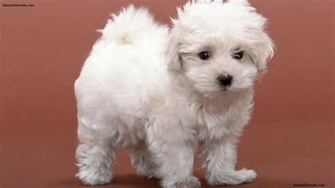 Bichon Frise - Puppies, Rescue, Pictures, Information, Temperament ...